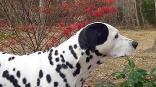 ¿Sabes cómo cuidar la dentadura de tu perro?