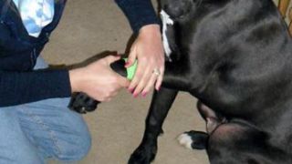 ¿Cómo actuar si mi perro se rompe un hueso?