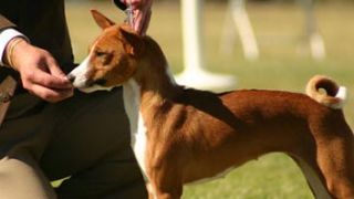 ¿Cómo sé si mi perro está en su peso ideal?