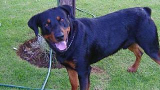¿Qué hacer si mi perro tiene problemas respiratorios?